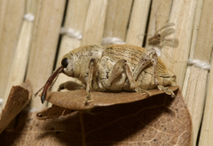 rövidormányú zsuzsóka